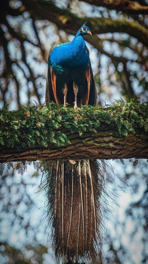 Красивые птицы павлины. Фото