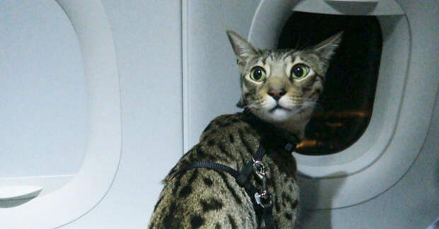 В Минтрансе отказались менять нормы перевозки животных в самолетах