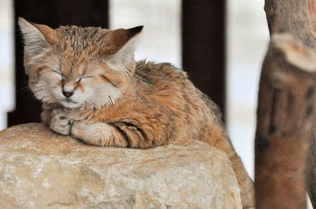 Без кота и жизнь не та