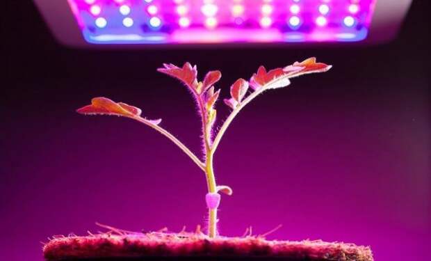 Выращивание рассады в квартире с помощью фитолампы