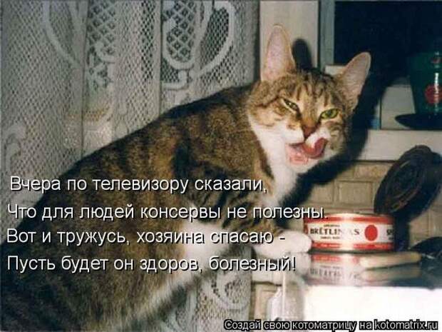 Лучшие котоматрицы недели (50 фото)