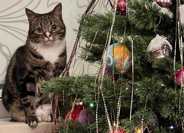 Эксперт рассказал о размерах штрафов за оставленную в подъезде новогоднюю елку