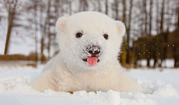 животные впервые в жизни видят снег