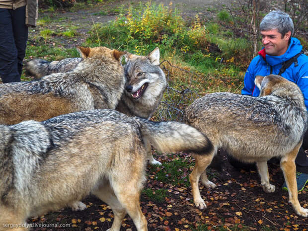 Поцелуй волка животные, норвегия, парк