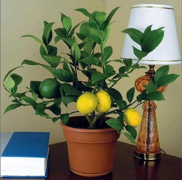 Цитрусовые комнатные растения: защита от болезней и вредителей