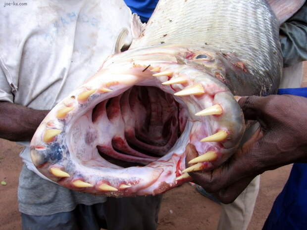 Первое и самое главное, чем нас могут напугать такие рыбы — это, конечно, зубы морские монстры, рыбалка, рыбы