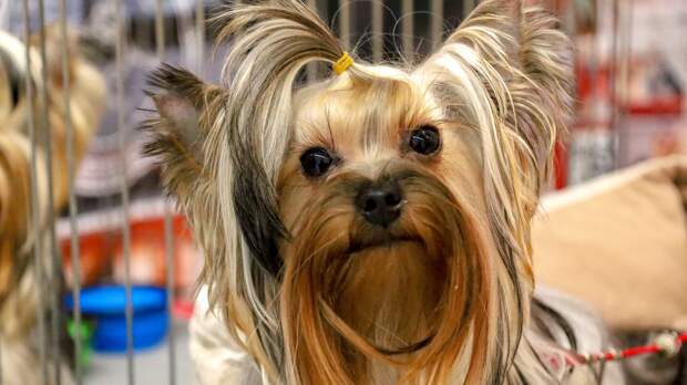 Опасное заблуждение: почему йорки — это не диванные собачки, а бывшие шахтеры