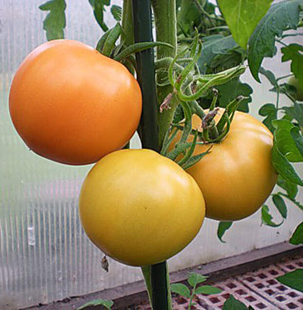 О  семенах низкорослых томатов