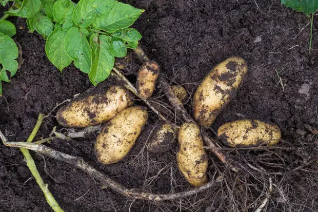 У картофеля слабо развита корневая система