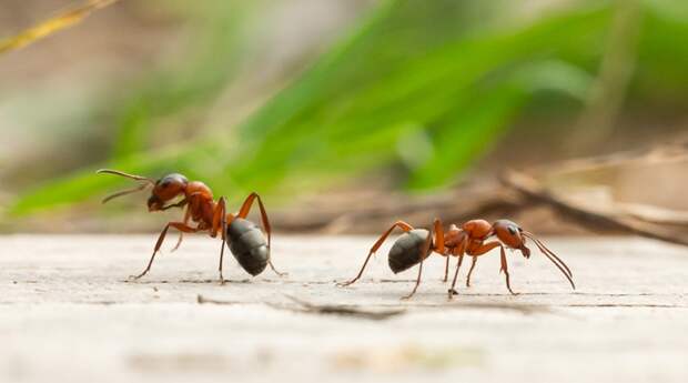 Эксперт-агроном: банановая кожура спасет дачу от нашествия муравьев