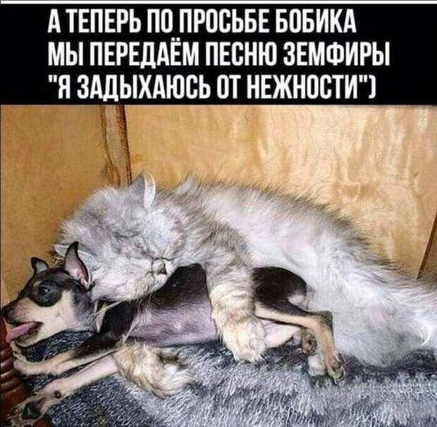 Свежие лучшие ржачные до слез картинки