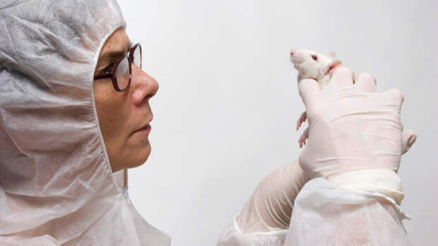 Крысиная угроза: кто и как может заразиться новым видом гепатита Е