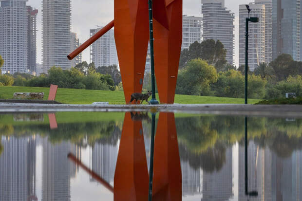 Городской парк Тель-Авива заполонили шакалы