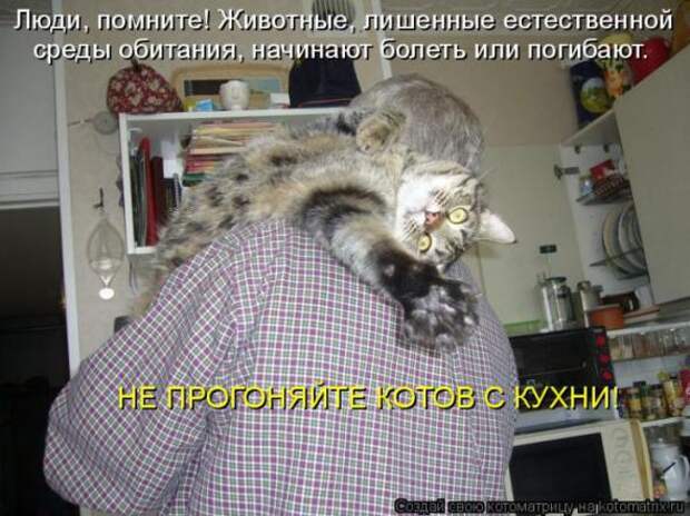 Котоматрицы (картинки с надписями)