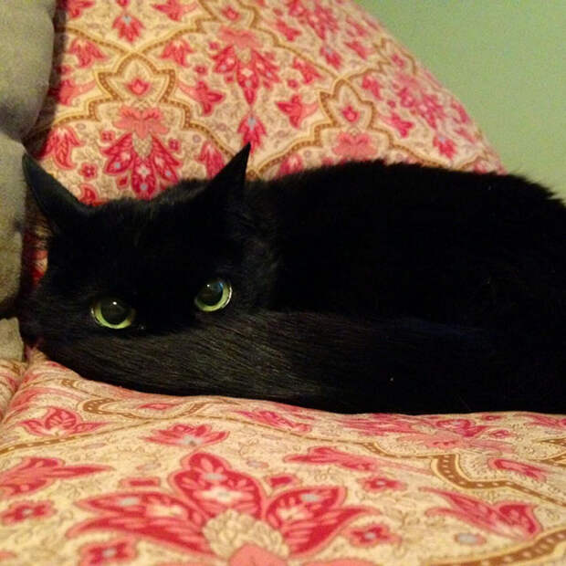 This Black Cat Looks Like Toothless