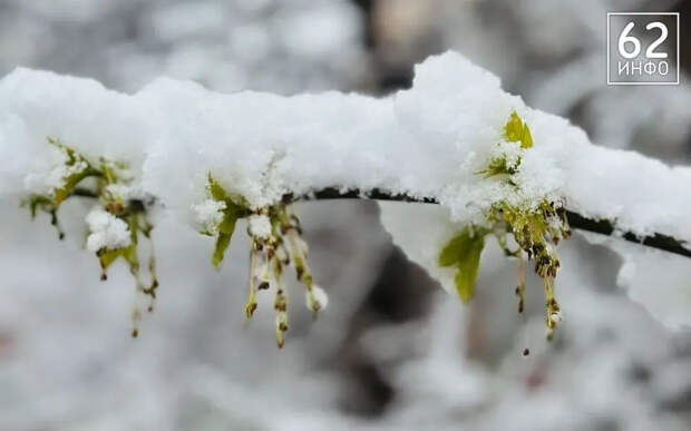 Снег, шторм, заморозки: прогноз погоды для Рязанской области на 27 апреля