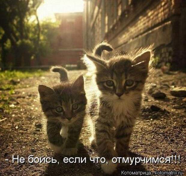Котоматрицы(картинки с надписями)