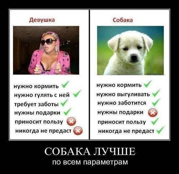прикол, животные собаки