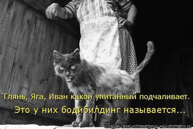 Лучшие котоматрицы недели (50 фото)