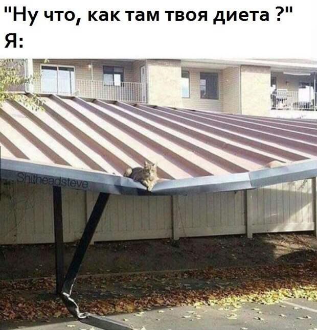 Пытаешься сесть на диету, а она ни в какую!