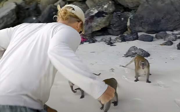 Турист подрался с обезьянами в Таиланде, защищая сына