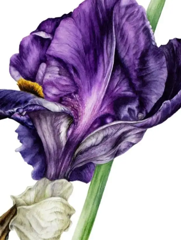 �������� Marie Burke. ��������� ��������