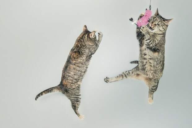 Кошки прыгают