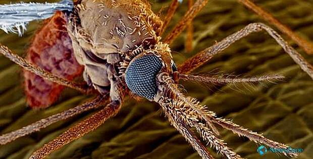 5. Тепловое излучение, исходящее от человека или животного, – главный «источник информации» для комара. Чувствительные органы у комара – на усиках. животные, интересно знать, факты