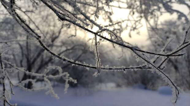До -16. О погоде в Барнауле 23 января