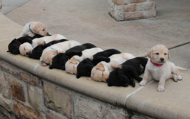 funny-tumblr-dogs700