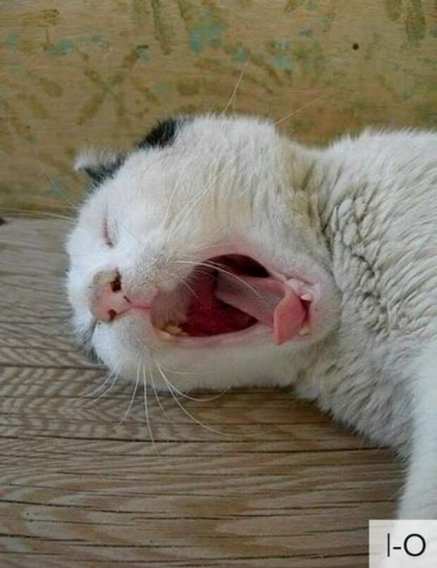 Котоэмоции