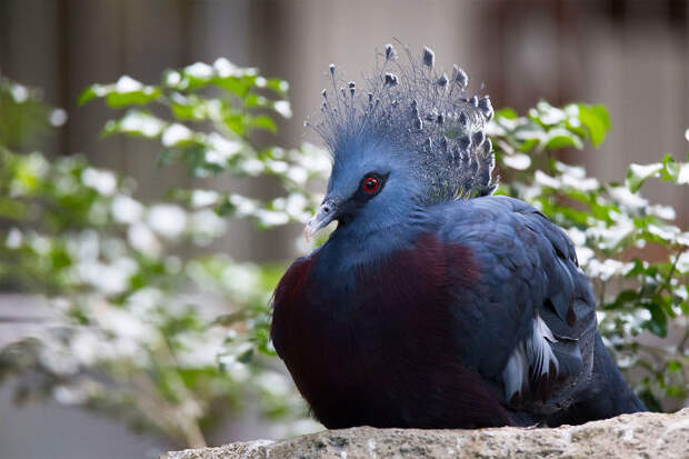 Как выглядит самый яркий родственник наших голубей