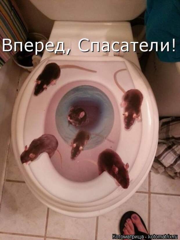 Лучшие котоматрицы недели (50 фото)