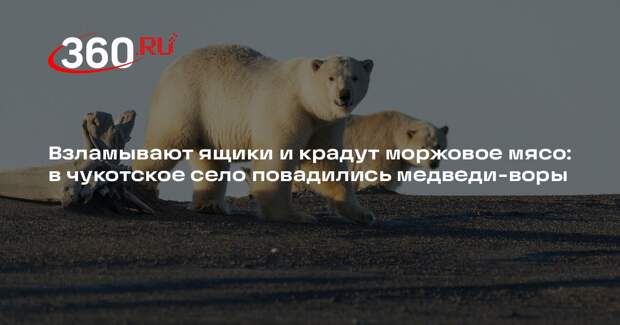В чукотском селе медведи стали воровать запасы
