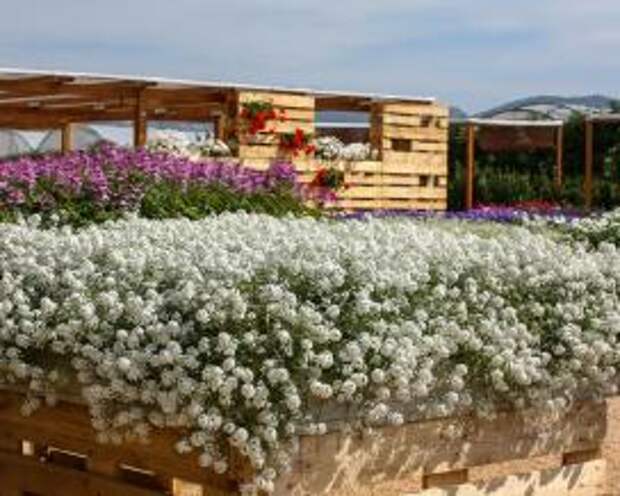 Алиссум "Снежная принцесса" (Lobularia maritima Snow Princess)