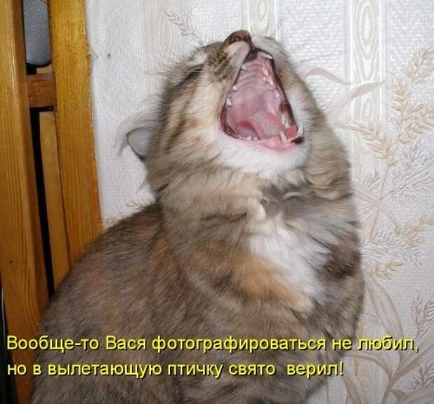 Котоматрица юморная (38 фото)