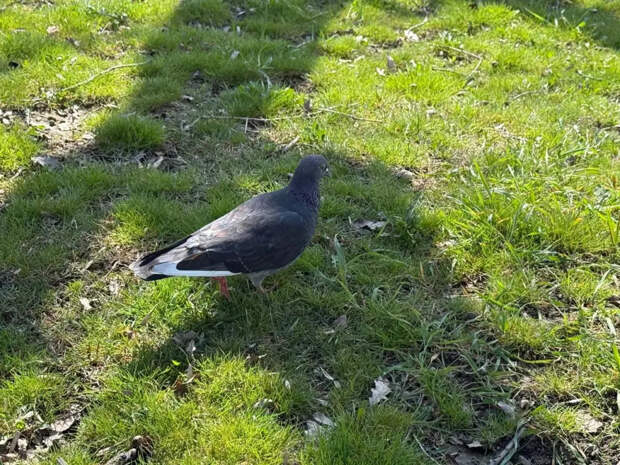 Птицы захватили подоконник: гуманный способ избавиться от голубей навсегда