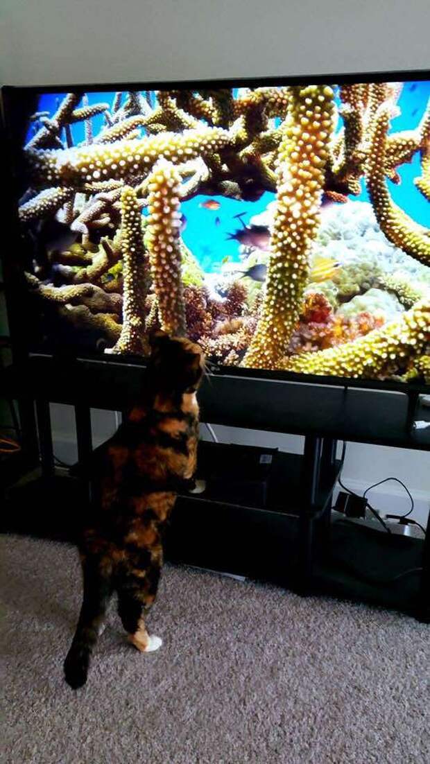 кошка нажала на кнопку ноутбука кошка возле телевизора