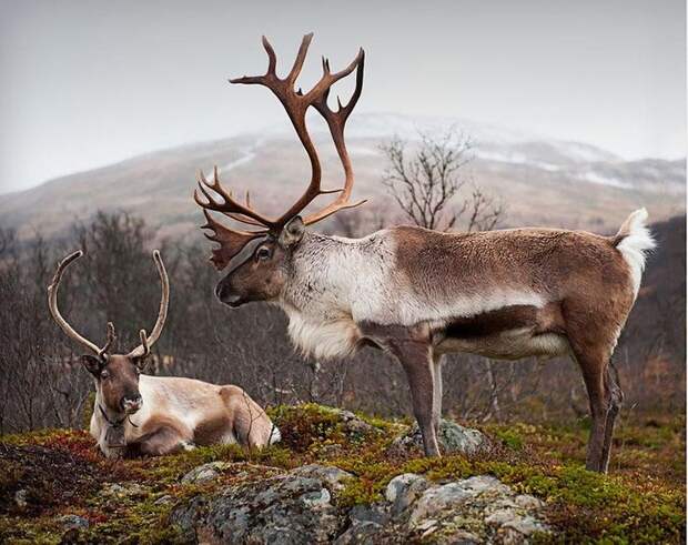 Картинки по запросу male and female reindeer