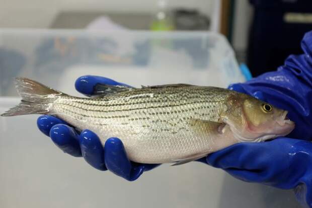 Upward Farms vertical farm fish