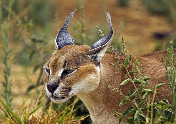 Каракал, или степная рысь (лат. Caracal caracal)