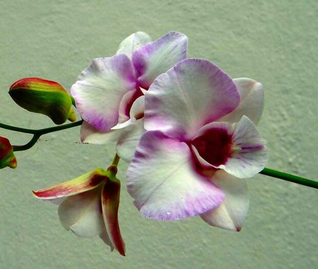 Вид орхидей Дендробиум
