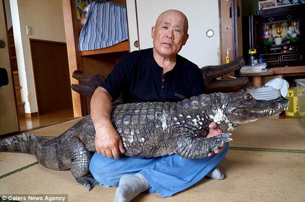 Японец до сих пор живет с крокодилом, которого купил 40 лет назад