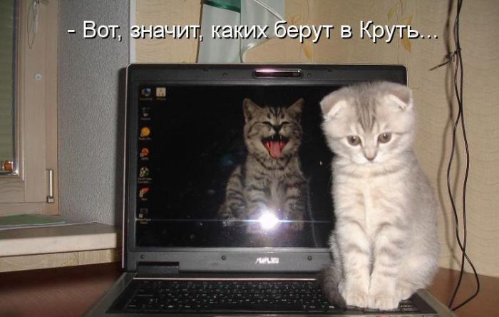 Без кота жизнь не та (27 фото) Без кота жизнь не та (27 фото)