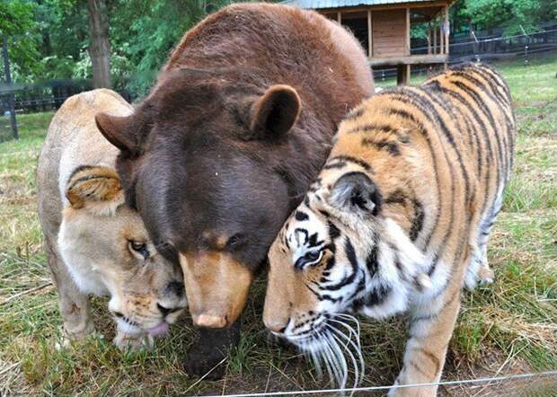 Картинки по запросу lion tiger and bear