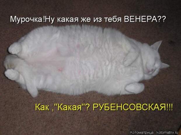 Лучшая котоматрица недели (35 фото)