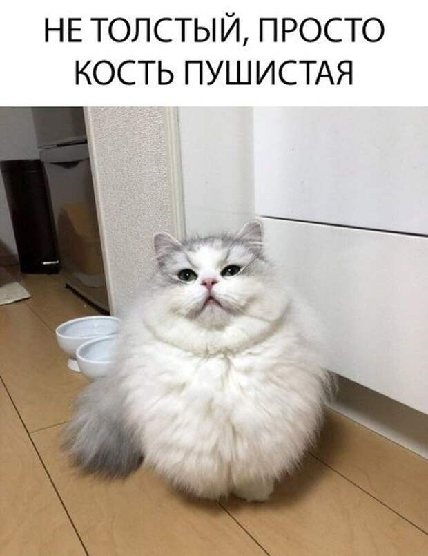 Картинки кость пушистая