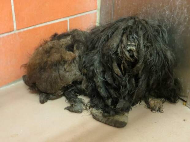 Trio Animal Foundation, Ellen dog, собака Эллен, до и после спасения