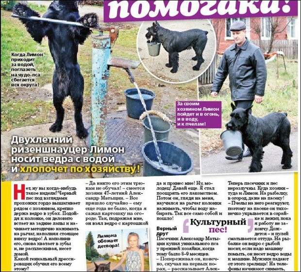 На все лапы мастер
