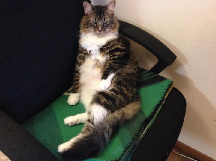 коты модели
